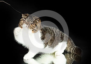 A beautiful exotic shorthair cat plays on a dark studio background with a reflection.