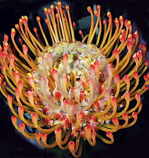 Beautiful exotic stamens from protea leucospermum