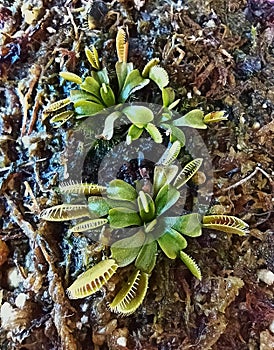 beautiful and exotic Venus Flytrap, carnivorous plant, still small with many traps.