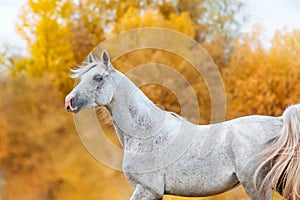 Beautiful expressive portrait of a white stallion Arabian