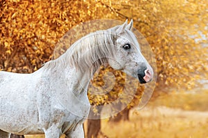 Beautiful expressive portrait of a white stallion Arabian breed
