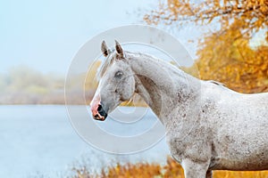 Beautiful expressive portrait of a white stallion Arabian