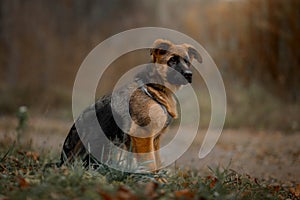 Beautiful exterior outdoor portrait of young german shepherd dog