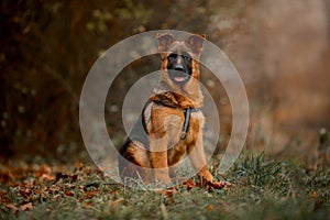 Beautiful exterior outdoor portrait of young german shepherd dog