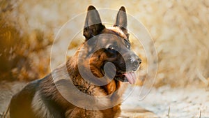 Beautiful exterior portrait of male german shepherd dog outdoor