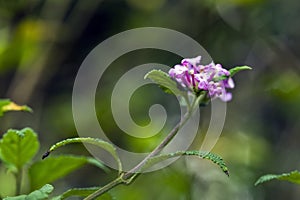 Beautiful and extravagant micro pink flower