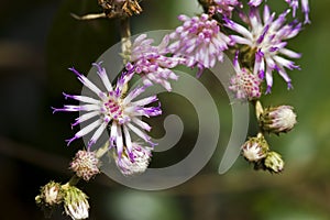 Beautiful and extravagant micro pink flower