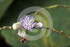 Beautiful and extravagant micro purple flower