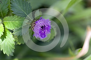 Beautiful and extravagant micro purple flower