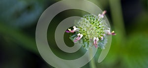 Beautiful and extravagant micro purple flower