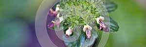 Beautiful and extravagant micro purple flower