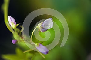 Beautiful and extravagant micro purple flower