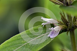 Beautiful and extravagant micro purple flower