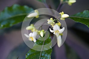 Beautiful and extravagant micro white flower