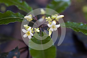 Beautiful and extravagant micro white flower