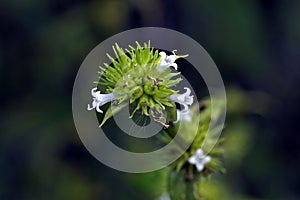 Beautiful and extravagant micro white flower