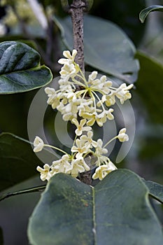 Beautiful and extravagant micro white flower