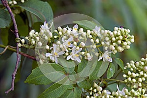 Beautiful and extravagant micro white flower