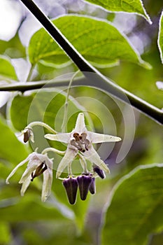 Beautiful and extravagant micro white flower