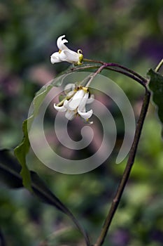 Beautiful and extravagant micro white flower