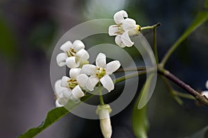 Beautiful and extravagant micro white flower