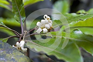 Beautiful and extravagant micro white flower