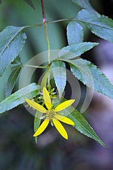 Beautiful and extravagant micro yellow flower