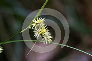 Beautiful and extravagant micro yellow flower