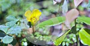 Beautiful and extravagant micro yellow flower