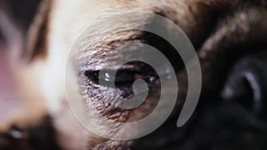 Beautiful eye of a cute pug dog. Close up, macro shot.