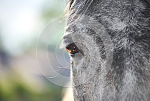 Beautiful eye of a grey horse close-up