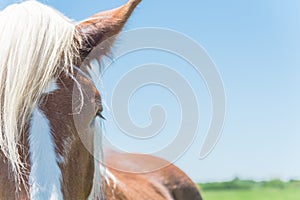 Beautiful eye of Holland Draft Horse close-up