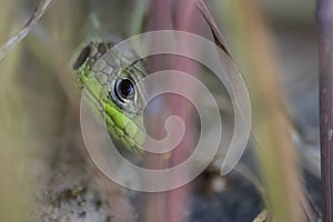 Beautiful eye of a lizard hidden in the grass