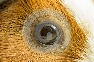 A beautiful eye of a redheaded brown rodent gazes out the window