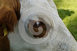 a beautiful eye of a white with brown spots cow resting on the green pasture in Birkach village (Germany)