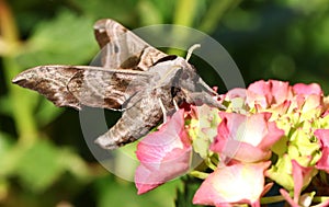 A beautiful Eyed Hawk-moth Smerinthus ocellata perching on a flower.