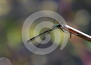 The beautiful eyes of a blue Damselfly.