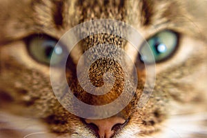 Beautiful eyes of the cat