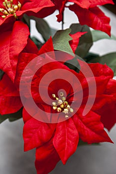 Beautiful fabric red leaves on a christmas star plant