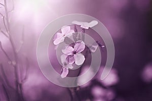 Beautiful fabulous purple flower background. Natural. Details of purple flowers macro photography
