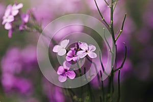 Beautiful fabulous purple flower background. Natural. Details of purple flowers macro photography. Macro view of abstract nature t