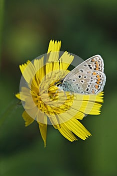 Beautiful fabulously motley butterfly with leopard colouring drinks nectar on bright yellow flower