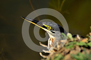 The beautiful face of the Butorides striata bird by the lake