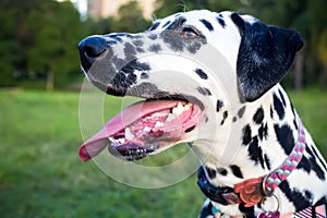 The beautiful face of dalmatians