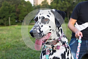 The beautiful face of dalmatians in the park. 