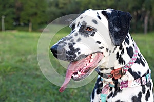 The beautiful face of dalmatians in the park. 