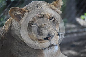 Beautiful face of a lioness