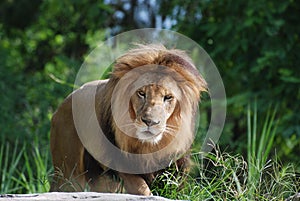 Beautiful Face of a Male Lion in Nature