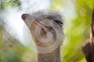 Beautiful face of an ostrich with eyes and beak. Ostrich, the fastest and flightless bird.