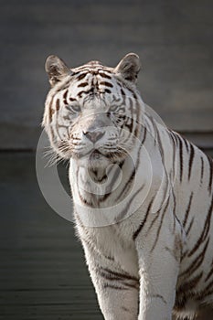 Beautiful face portrait of a male white bengal tiger